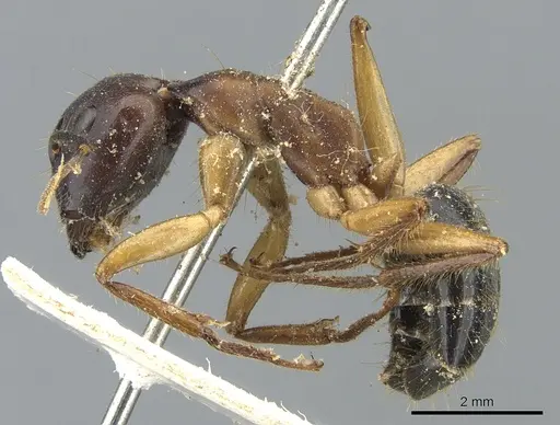 Camponotus irritans - CASENT0903569