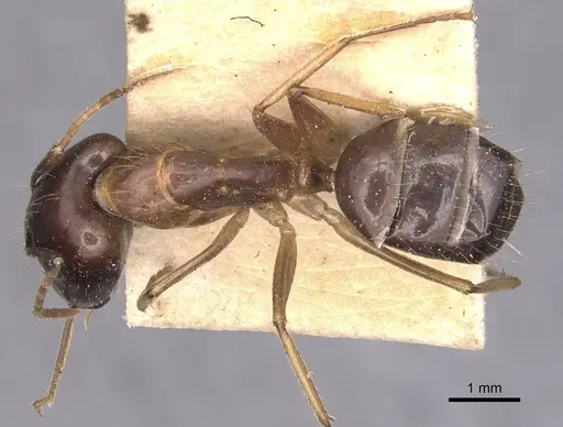 Camponotus irritans - CASENT0905331