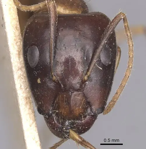 Camponotus irritans - CASENT0905331