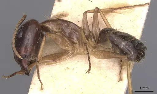 Camponotus irritans - CASENT0905331