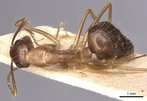 Camponotus irritans - CASENT0905332