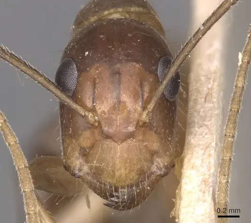 Camponotus irritans - CASENT0905332