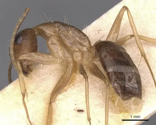 Camponotus irritans - CASENT0905332