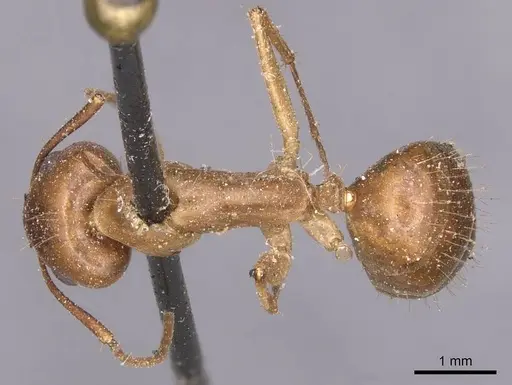 Camponotus irritans - CASENT0905333