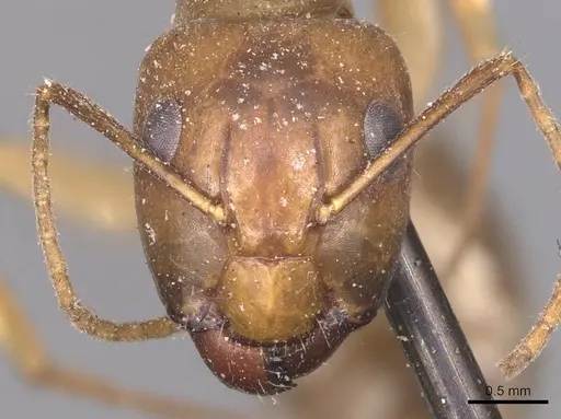 Camponotus irritans - CASENT0905333