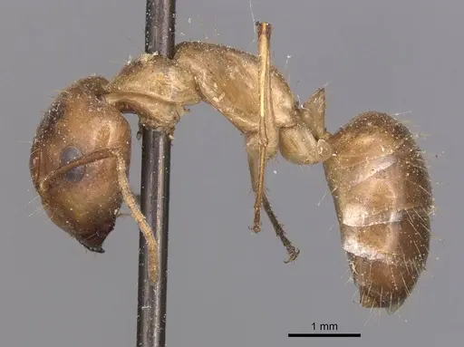 Camponotus irritans - CASENT0905333