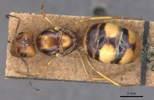 Camponotus irritans - CASENT0905338