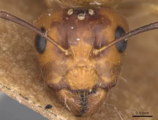 Camponotus irritans - CASENT0905338