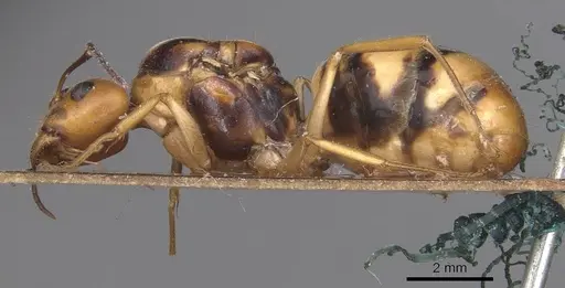 Camponotus irritans - CASENT0905338