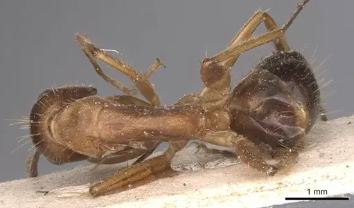 Camponotus irritans - CASENT0905339