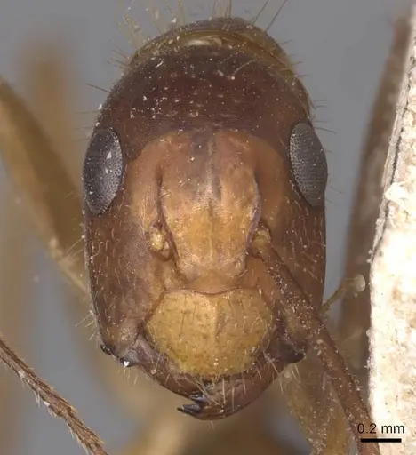 Camponotus irritans - CASENT0905339