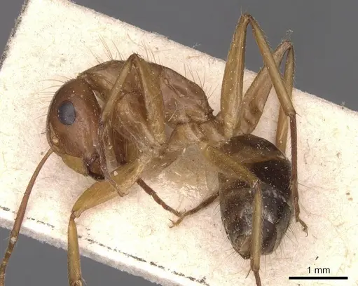 Camponotus irritans - CASENT0905339