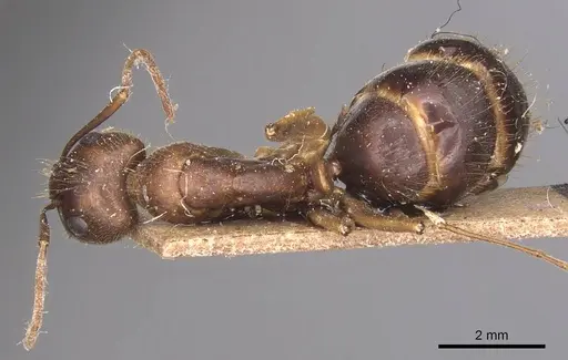 Camponotus irritans - CASENT0905340