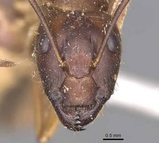 Camponotus irritans - CASENT0905340