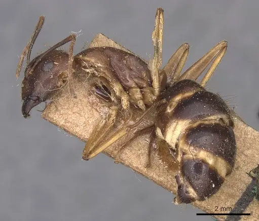 Camponotus irritans - CASENT0905340