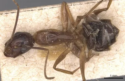 Camponotus irritans - CASENT0905341