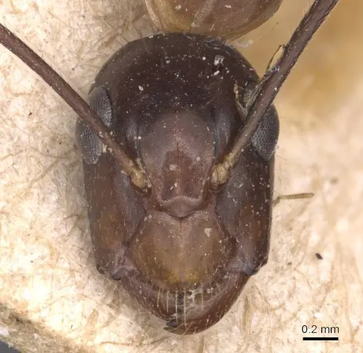 Camponotus irritans - CASENT0905341