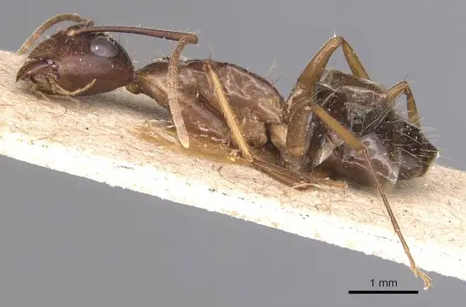 Camponotus irritans - CASENT0905341