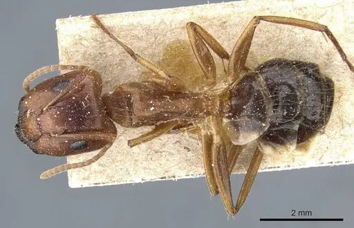 Camponotus irritans - CASENT0905795