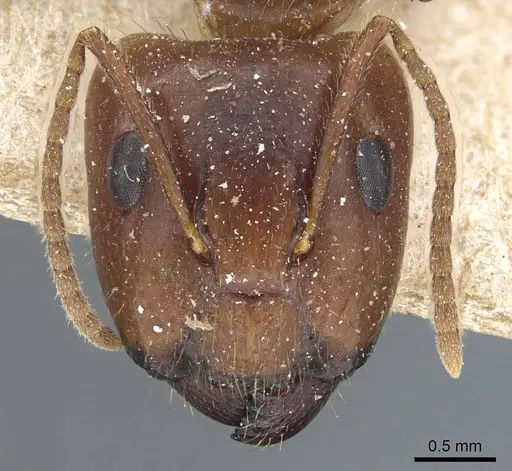 Camponotus irritans - CASENT0905795