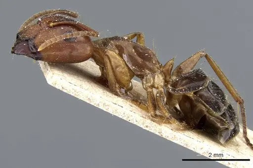 Camponotus irritans - CASENT0905795