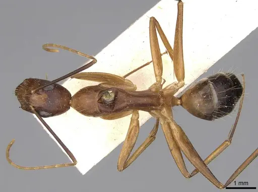 Camponotus irritans - CASENT0906955