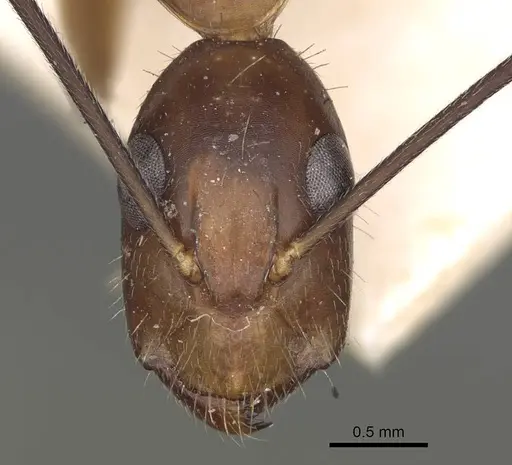 Camponotus irritans - CASENT0906955