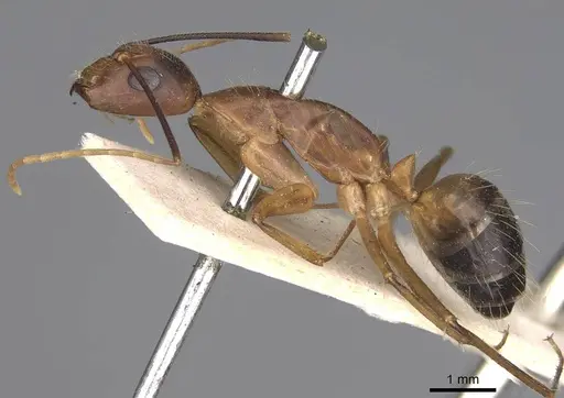 Camponotus irritans - CASENT0906955