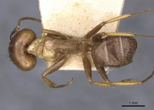 Camponotus irritans - CASENT0910144