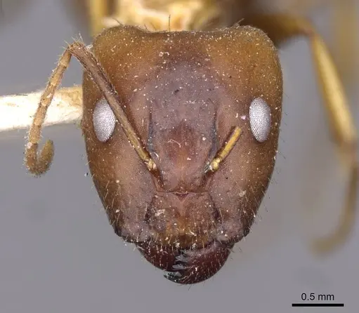 Camponotus irritans - CASENT0910144