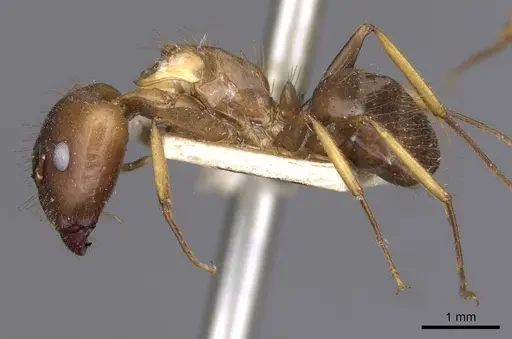 Camponotus irritans - CASENT0910144