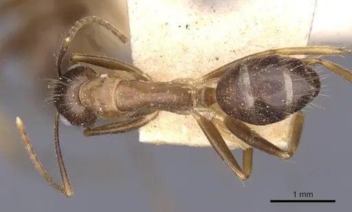 Camponotus irritans - CASENT0910145