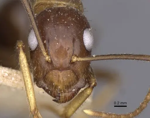 Camponotus irritans - CASENT0910145
