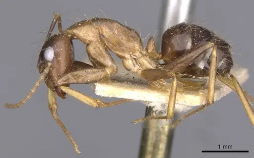 Camponotus irritans - CASENT0910145