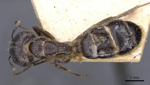 Camponotus irritans - CASENT0910146