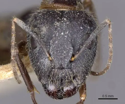 Camponotus irritans - CASENT0910146