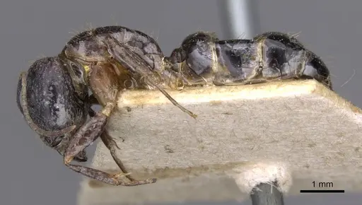 Camponotus irritans - CASENT0910146