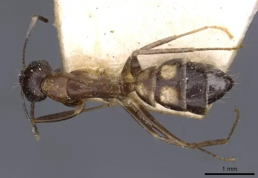 Camponotus irritans - CASENT0910147