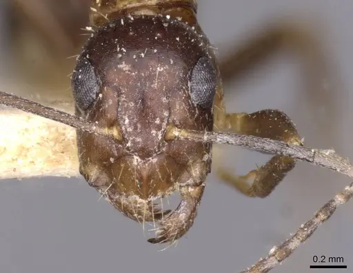 Camponotus irritans - CASENT0910147