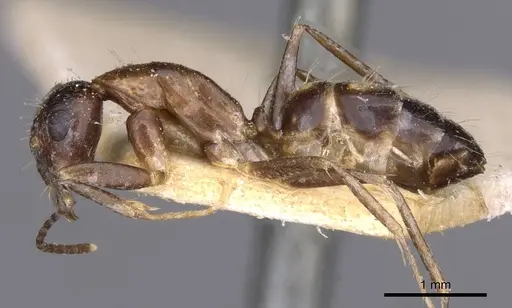 Camponotus irritans - CASENT0910147