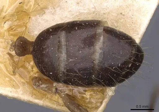 Camponotus irritans - CASENT0910148