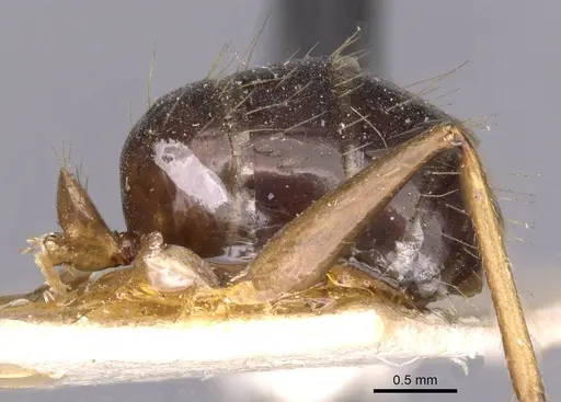 Camponotus irritans - CASENT0910148