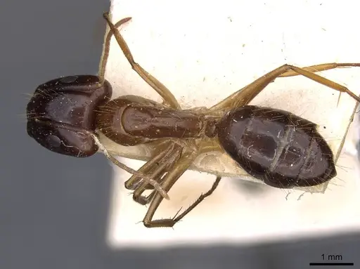 Camponotus irritans - CASENT0910149