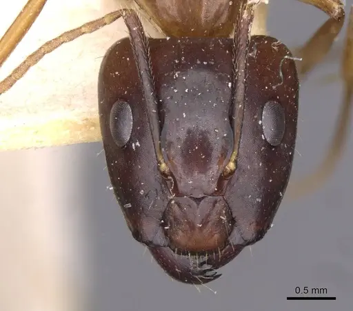 Camponotus irritans - CASENT0910149