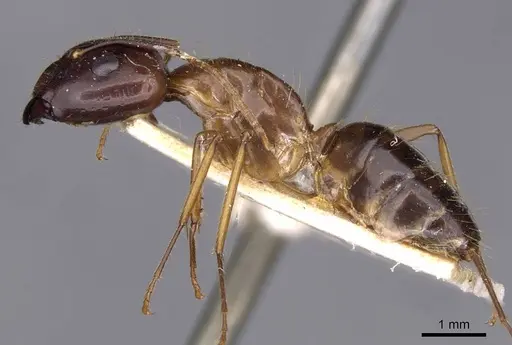 Camponotus irritans - CASENT0910149