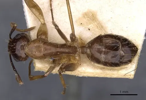 Camponotus irritans - CASENT0910150