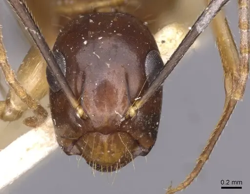 Camponotus irritans - CASENT0910150