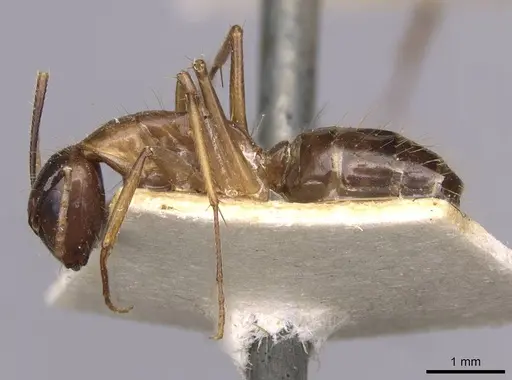 Camponotus irritans - CASENT0910150