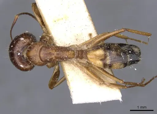 Camponotus irritans - CASENT0910151