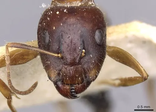 Camponotus irritans - CASENT0910151